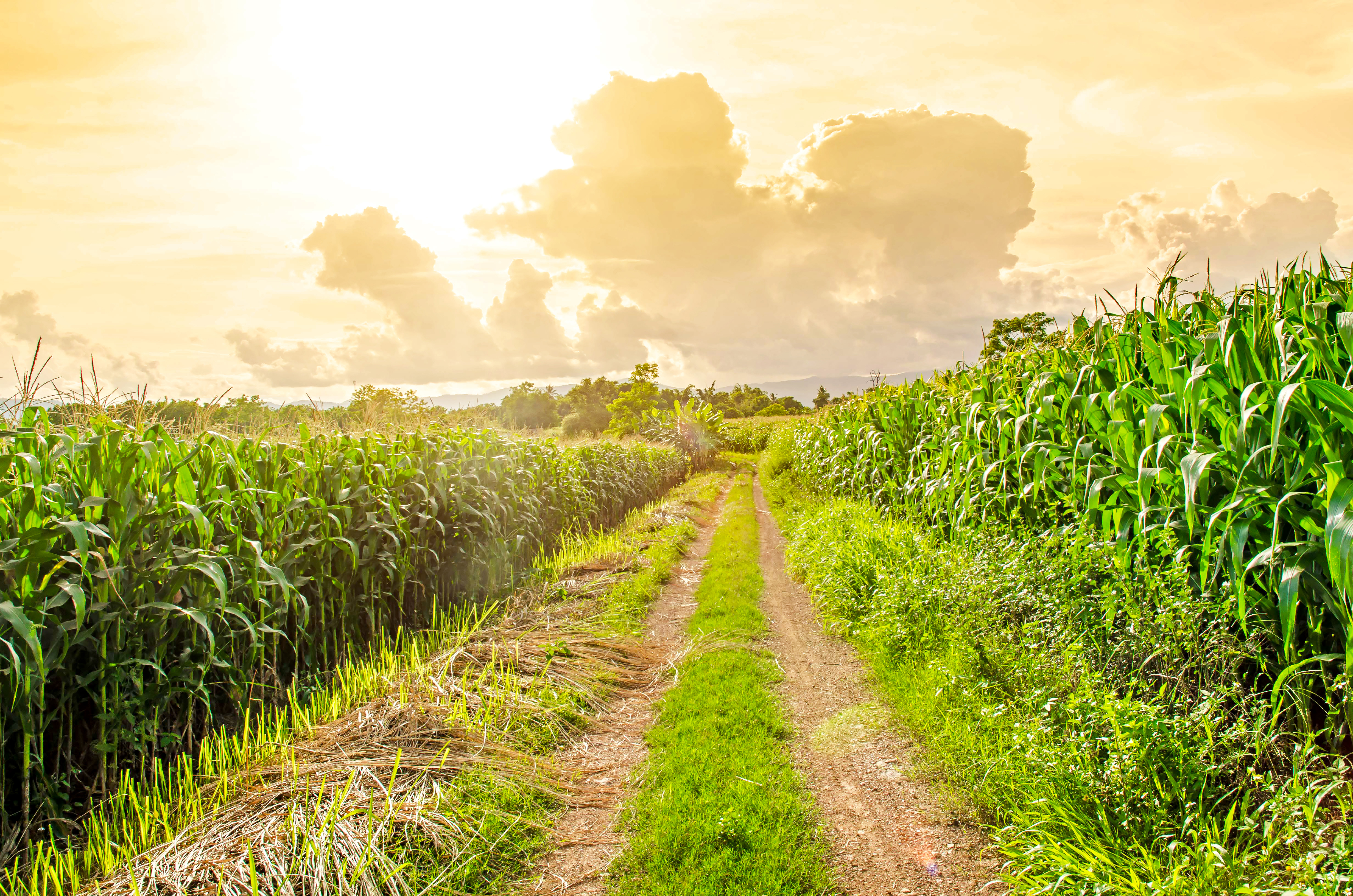 Fertilizer Application Timing: When to Apply for Maximum Crop Yields